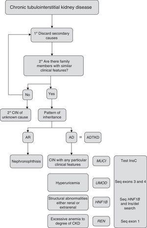 This diagnostic algorithm is proposed for the evaluation of patients with suspected chronic interstitial nephropathy. After clinical suspicion, it should be assessed if there is a family history of nephropathy with similar characteristics. Subsequently, based on the most outstanding clinical features, establish a diagnostic priority. The recommended genetic study is indicated. CIN: chronic interstitial nephropathy; AR: autosomal recessive; AD: autosomal dominant; ADTKD: autosomal dominant tubulointerstitial kidney disease.