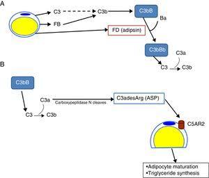 Role of the complement system in the biology of the adipocyte. (A) Adipocytes secrete complement components, such as C3, factor B (FB) and factor D (FD, adipsin) and are capable of generating a C3 convertase (C3bBb) of the alternative pathway in their surroundings. (B) C3a is cleaved by activation of the C3 molecule. In turn, C3a is converted into C3adesArg (acylation stimulating protein [ASP]) due to the action of adipose tissue carboxypeptidase N. C3adesArg acts as a ligand for its receptor, C5AR2, which is located on the surface of adipocytes, the main function of this molecule is to signal the stimulation of triglyceride synthesis during adipose tissue maturation.