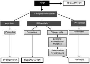 A summary of the actions of the Notch pathway in the kidney.