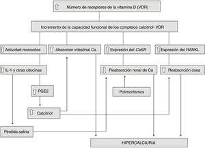 Proposed pathophysiological scheme of idiopathic hypercalciuria.