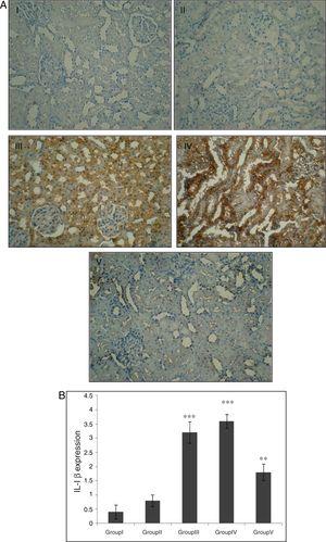 Effect of CA pretreatment on IL-1β expression in kidney. (A) Immunohistochemistry for IL-1β demonstrated that the expression of IL-1β was increased after IR in groups of ІІІ and IV when compared to control group (p<0.001). A marked reduction in the IL-1β expression was observed in kidney tissues of CA+I/R group when compared with kidneys from I/R group. (B) Expression degree of IL-1β. Groups III and IV compared to control and Group V compared to Group III. Values are shown as mean±SEM; *p<0.001, **p<0.0005 (n=6).