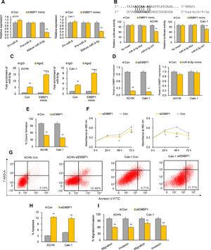 EMBP1 directly regulates miR-9-5p; EMBP1 knockdown phenocopies miR-9-5p overexpression in RCC cells. (A) Effect of EMBP1 mimic on primary (pri)-miR-9, precursor (pre)-miR-9, and mature miR-9-5p expression in ACHN and Caki-1 cells 72h post-transfection. (B) Luciferase reporter assay in ACHN and Caki-1 cells 24h after co-transfection with miR-9-5p-WT or miR-9-5p-Mut plasmids and EMBP1 mimic or control mimic. (C) RNA immunoprecipitation (RIP) assay assessing miR-9-5p enrichment in Ago2 fraction with respect to IgG fraction in ACHN and Caki-1 cells 24h after transfection with EMBP1 mimic or control mimic. (D) EMBP1 expression following 25nM siEMBP1 (left) or 10nM miR-9-5p mimic (right) in ACHN and Caki-1 cells 72h post-transfection. (E–I) ACHN and Caki-1 cells were analyzed 24 or 72h post-transfection with siEMBP1 or control siRNA. (E) Quantification of colony formation in ACHN and Caki-1 cells 72h post-transfection. (F) Quantification of proliferation in ACHN and Caki-1 cells 72h post-transfection. (G, H) Annexin V-FITC/7AAD FACS quantification of early apoptotic cells (lower right quadrant) in ACHN and Caki-1 cells 24h post-transfection. (I) Quantification of migratory and invasive ability in ACHN and Caki-1 cells 72h post-transfection. In vitro experiments: n=3 biological replicates×3 technical replicates. Values are expressed as means±SEMs. *p<0.05, **p<0.01 vs. Con or IgG [Student's t-test].
