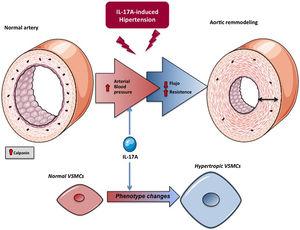 Potential explanation of the effect of IL-17A on the regulation of blood pressure. Effect on resistance mesenteric arteries.