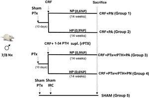 Experimental design. CRF: nephrectomy; HP: high phosphorus diet (0.9% P), NP: normal phosphorus diet (0.6% P); PTx: parathyroidectomy.