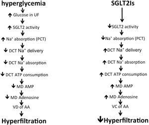 Mechanism of hyperfiltration induced by hyperglycemia and how do SGLT2Is control it. UF: ultrafiltrate; SGLT: sodium glucose transporter; Na+: sodium; PCT: proximal convoluted tubules; DCT: distal convoluted tubules; ATP: adenosine triphosphate; MD: macula densa; AMP: adenosine monophosphate; VD: vasodilatation; AA: afferent arteriole; VC: vaso-constriction.