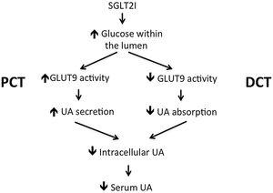 Mechanism of increased uric acid excretion induced by SGLT2 inhibitors. SGLT2I: sodium glucose cotransporters inhibitor; PCT: proximal convoluted tubules; DCT: distal convoluted tubules; UA: uric acid.