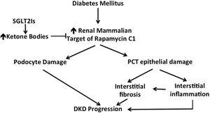 Ketone bodies as inhibitors of the renal mammalian target of rapamycin C1. Through this mechanism, SGLT2 inhibitors protect the kidney against the offending action of mammalian target of rapamycin that is induced by diabetic state. SGLT2Is: sodium glucose co-transporter inhibitors; PCT: proximal convoluted tubules; DKD: diabetic kidney disease.