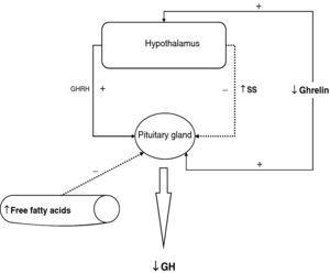 Pathophysiological mechanisms of hyposomatotropism in obesity.