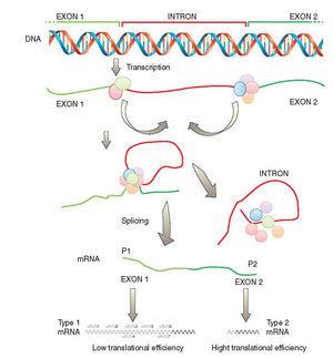 The role of the SHOX gene in the pathophysiology of Turner syndrome ...