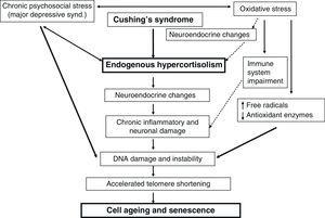 Relationships between Cushing's syndrome and cell aging. Chronic psychosocial stress (major depressive synd.)