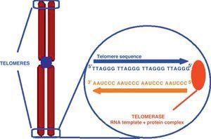 Schematic representation of a chromosome with telomere structure at its end consisting of multiple repetitions of hexameric DNA sequences (TTAGGG).