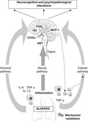 Communication pathways between the periphery (lungs) and the central nervous system (CNS) during mechanical ventilation. The CNS receives information from the periphery via three pathways: humoral, neural and cellular. (1) The recruitment of monocytes or macrophages in the lung increases the levels of inflammatory mediators (IL-6, TNFα, IL-1β), which are able to directly reach the CNS via the humoral pathway through the circumventricular organs (CVOs), without having to cross the blood–brain barrier (BBB). Other active transport mechanisms also intervene, leading to the release of PGE2 and nitric oxide (NO) at brain level. (2) The vagus nerve afferents reach the brain through the nucleus of the solitary tract (NST). (3) The cellular pathway is directly regulated by the release of TNFα in the lung, which in turn stimulates the release of MCP-1 in the brain. This can enhance the recruitment of activated monocytes both in the CNS and at peripheral level.
