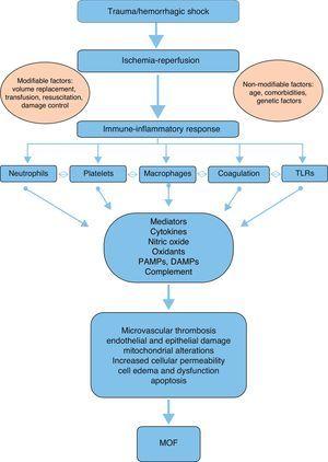 Summary of the physiopathology of multiorgan failure following severe trauma.