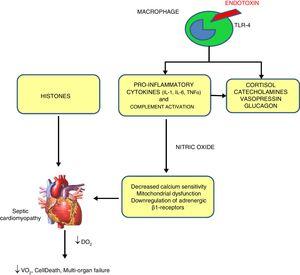Mechanisms of sepsis-induced cardiomyopathy. Endotoxins cause depressed cardiac contractility, which is mediated by enhanced nitric oxide (NO) production. Tumor necrosis factor and interleukin-1β also contribute to NO overproduction. NO is believed to act in the heart by decreasing myofibril response to calcium, inducing mitochondrial dysfunction, and downregulating β-adrenergic receptors. These reactions lead to sepsis-induced cardiomyopathy. Histones occur inside the nucleus and can be released into circulation because of extensive inflammation and cellular death during sepsis and are also implicated in the pathophysiology of sepsis-induced cardiomyopathy.