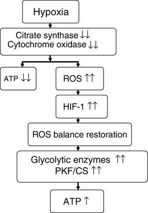 Proposed effect of hypoxia upon energy metabolism. Source: adapted from Raguso et al.7,42 ATP: adenosine triphosphate; HIF-1: hypoxia inducible factor-1; PKF/CS: phosphofructokinase/citrate synthase ratio; ROS: reactive oxygen species.