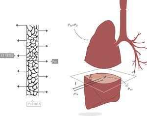 Transpulmonary pressure (PTP)=retraction pressure of the lung. A: surface A; P: point P; f: force; Palv: alveolar pressure; Ppl: pleural pressure; Poes: oesophageal pressure. Source: Reproduced with permission Modesto-Alapont et al.26