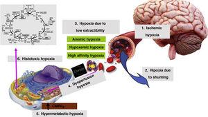 Possible causes of tissue hypoxia. CMRO2, cerebral metabolic rate of oxygen; Hb, hemoglobin.