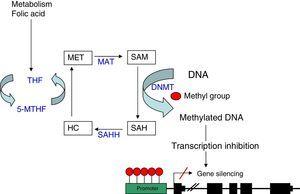 DNA methylation: diagram of the metabolic pathway involved in DNA methylation. DNMT: DNA methyltransferases; HC: homocysteine, MAT: methionine adenosyltransferase; MET: methionine; SAH: S-adenosyl-l-homocysteine; SAHH: S-adenosyl-l-homocysteine hydrolase; SAM: S-adenosyl-l-methionine; THF: tetrahydrofolate; 5-MTHF: 5-methyltetrahydrofolate.