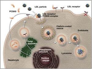 The role of PCSK9 inhibitors in the degradation of LDL cholesterol receptors.79 Authorised by Amgen Inc.
