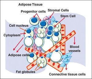 Adipose Tissue-Derived Stem Cells and the Importance of Animal Model ...