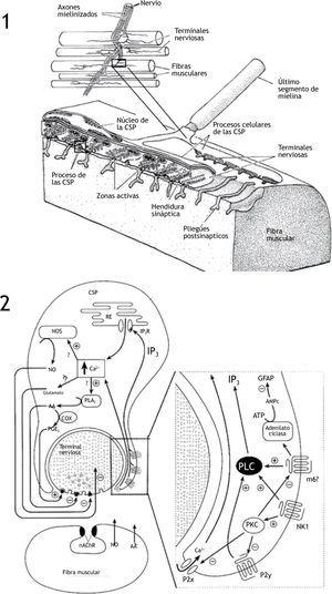 Diagrama de la interacción entre CSP y axones en la placa neuromuscular 1) En la imagen superior se esquematizan varias inervaciones de fibras musculares; en la imagen inferior se muestra una reconstrucción en tercera dimensión de un área de contacto sináptico, en la cual se pueden observar distintas especializaciones (Adaptada de Kuffler et al.). 2) Representación de la “comunicación” en los componentes celulares de la placa neuromuscular, mostrándose las diferentes interacciones químicas activadoras o inhibidoras entre las CSP y las fibras terminales, así como con la fibra muscular, para mayor detalle ver el texto (Adaptada de Castonguay et al.44).