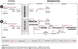Physiopathogenic mechanism of Gaucher Disease. A: normal metabolism; B: accumulation of glycosphingolipids in Gaucher Disease.