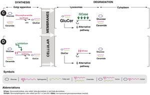 Therapeutic options for Gaucher disease. C: enzyme replacement treatment (ERT); D: substrate reduction therapy (SRT).