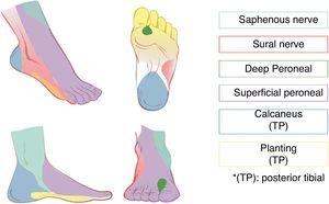 Sensorisk innervation av fot och fotled.