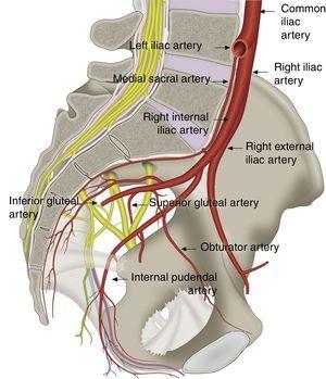 Internal pudendal artery, a branch of the internal iliac artery, and its relation with the sacrospinous and sacrotuberous ligaments and the internal pudendal nerve.
