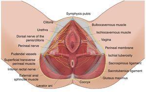 Perineal anatomy.