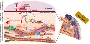 Pathophysiology of metformin-related lactic acidosis. Source: Authors.