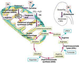 Urea cycle. CA carbonic anhydrase; NAG, N-acetylglutamate; VA, valproic acid.