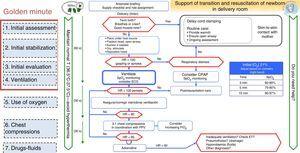 Algorithm for the resuscitation of term newborns.