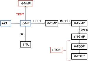Thiopurine metabolic pathway. 6-MMP, 6-methylmercaptopurine; 6-MP, 6-mercaptopurine; 6-TGDP: 6-thioguanine diphosphate; 6-TGMP: 6-tioguanina monophosphate; 6-TGTP: 6-tioguanina triphosphate; 6-TIMP: 6-metiltioinosinato; 6-TU: 6-thiouric acid; 6-TXMP, 6-thioxanthylic acid; AZA, azathioprine; GMPS, guanosine monophosphate synthetase; HPRT: hypoxanthine-guanine- phosphoribosyltransferase; IMPDH: inosine 5’- monophosphate dehydrogenase; TPMT, thiopurine methyltransferase; XO, xanthine oxidase.