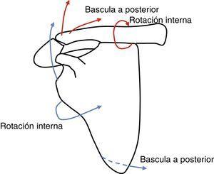 Descripción de los movimientos de la clavícula y la escápula durante la abducción del brazo.