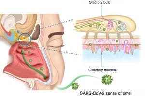 Potential mechanism of neuroepithelial injury due to the effect of SARS-CoV-2 on the human olfactory pathway.
