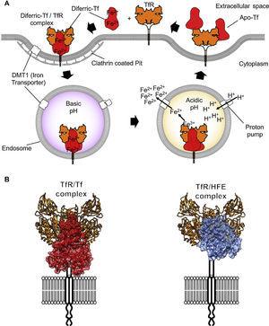 Antibody-mediated Targeting Of The Transferrin Receptor In Cancer Cells ...