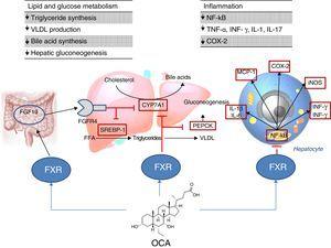Mechanism of action and targets of FXR agonists in the pathophysiology and treatment of NAFLD/NASH.