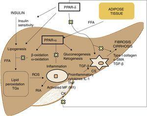 Mechanism of action of PPAR-α/δ in the pathophysiology of NAFLD.
