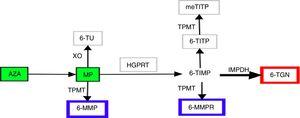 Metabolic pathway of thiopurines.