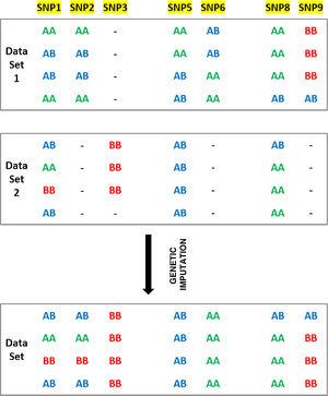 SNPs 1-9 are located in three blocks with high binding imbalance. Data Set 1 and Data Set 2 represent the genotypes of eight individuals typified using different chips for SNPs 1-9. The final Data Set shows the expected results of genetic imputation. For example, although SNP2 is analysed in Data Set 1 it is not analysed in Data Set 2. Given the major binding imbalance between SNPs 1-3, the genotypes in Data Set 2 may be inferred on the basis of the genotypes present in Data Set 1 (https://www.illumina.com/content/dam/illumina-marketing/documents/products/technotes/technote_imputation_estimates_genotypes.pdf).