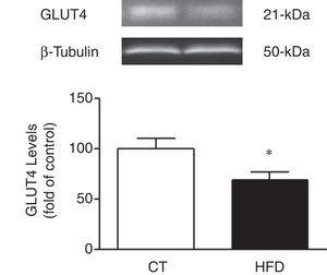 Consequences of a high fat diet in the cardiac levels of GLUT 4 in rats. Protein levels of GLUT4. Quantification of band intensities was measured by densitometry and normalized to respective α-tubulin. Values are mean±SEM of 8 animals. *p<0.05 vs control.