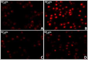 Test for oxidative cell stress in rat myocardial tissue using the fluorescent dye dihydroethidium technique to evaluate superoxide anion production. A) Myocardial tissue from normotensive (WKY) rats. B) Myocardial tissue from spontaneously hypertensive rats (SHR) C) Myocardial tissue from normotensive rats treated with losartan at a rate of 40 mg/kg/day in their drinking water (WKY + Los) D) Myocardial tissue from spontaneously hypertensive rats treated with losartan at a rate of 40 mg/kg/day in their drinking water.