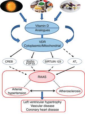Graphic/schematic summary of the main signalling pathways involved in the modulation of vitamin D—and its receptors, both cytoplasmic and mitochondrial—on the RAAS and their impact on the development of cardiovascular disease and its main exponents represented here as arterial hypertension, atherosclerosis and coronary disease. The solid arrows indicate induction/stimulation, while the dashed arrows indicate inhibition.