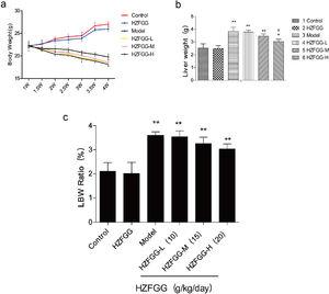 HZFGG attenuates the progress of NAFLD mice with MCD diet. (a) The changement of body weight every half week of mice in different group. (b) The liver weight in chow diet or MCD diet mice with or without HZFGG treatment. (c) The body weight and the Liver-to-Body Weight Ratio in chow diet or MCD diet mice with or without HZFGG treatment. The data presented are the mean±SD and **P<0.01 vs control group, #P<0.05 vs model group, ##P<0.01 vs model group.