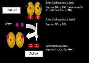 Complejo proteína cinasa A (PKA) y genes relacionados. Modificado y publicado con permiso de Stratakis22.