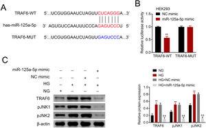 MiR-125a-5p targeted TRAF6. (A) Potential binding site between miR-125a-5p and TRAF6. (B) Luciferase activity of TRAF6-WT and TRAF6-MUT affected by miR-125a-5p or NC mimic. (C) Expression of TRAF6, p-JNK1 and p-JNK2 in astrocytes post high glucose or normal glucose treatment, as well as expression of TRAF6, p-JNK1 and p-JNK2 in astrocytes treated with high glucose after transfection with miR-125a-5p mimic. **, && p<0.01. TRAF6: tumor necrosis factor receptor associated factor 6; JNK: c-Jun N-terminal kinase.