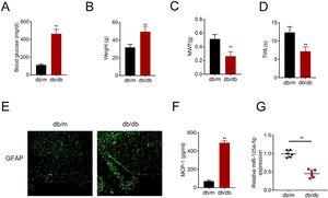 MiR-125a-5p was reduced in diabetic mice. (A) Blood glucose in type 2 diabetes mice (db/db) and db/m mice. (B) Body weight of type 2 diabetes mice (db/db) and db/m mice. (C) Mechanical allodynia of type 2 diabetes mice (db/db) and db/m mice detected by MWT. (D) Thermal hyperalgesia of type 2 diabetes mice (db/db) and db/m mice detected by TWL. (E) Immunofluorescence staining of GFAP in spinal cord of type 2 diabetes mice (db/db) and db/m mice. (F) MCP-1 in type 2 diabetes mice (db/db) and db/m mice detected by ELISA. (G) Expression of miR-125a-5p in spinal cord of type 2 diabetes mice (db/db) and db/m mice detected by qRT-PCR. **p<0.01. MWT: mechanical withdrawal threshold; TWL: thermal withdrawal latency; MCP-1: monocyte chemoattractant protein-1; GFAP: glial fibrillary acidic protein; ELISA: Enzyme-linked immunosorbent assay.