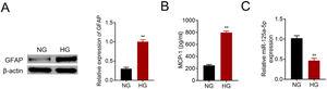 MiR-125a-5p was reduced in high glucose-induced astrocytes. (A) GFAP expression in high glucose (HG) or normal glucose (NG)-induced astrocytes. (B) MCP-1 expression in high glucose (HG) or normal glucose (NG)-induced astrocytes. (C) Expression of miR-125a-5p in high glucose (HG) or normal glucose (NG)-induced astrocytes. **p<0.01.
