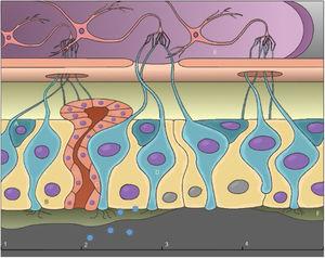 (A) Células‐tronco basais; (B) Células sustentaculares; (C) Célula de Bowman; (D) Neurônios receptores olfativos; (E) Bulbo olfatório; (F) Muco. (1) Epitélio olfativo intacto; (2) Chegada e invasão do SARS‐CoV‐2; (3) Danos às células sustentaculares, perda de cílios dos neurônios receptores olfativos e interrupção da produção de muco; (4) Regeneração do epitélio olfativo.